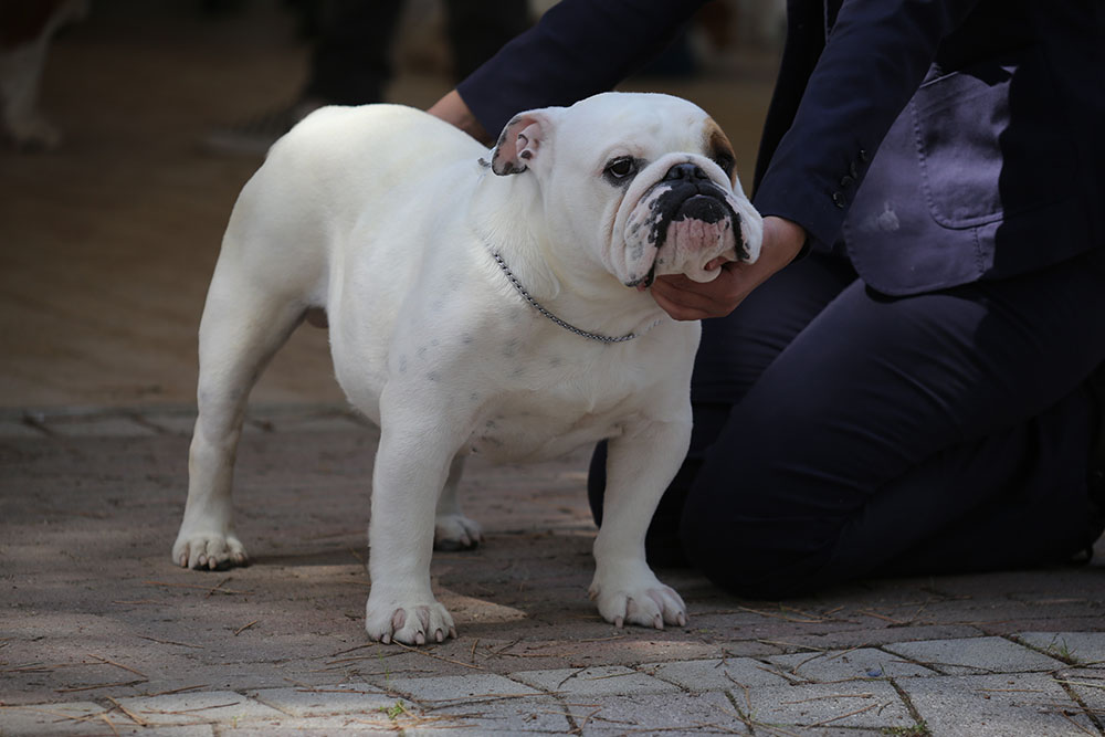 Zizibull Gorbaciov